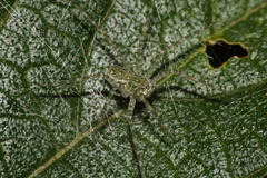 Thaumasia