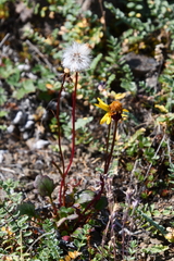 Packera heterophylla