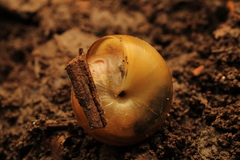 Ventridens ligera