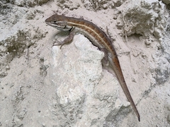 Sceloporus aeneus