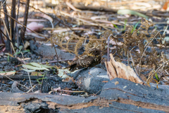 Caprimulgus poliocephalus