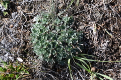 Eritrichium arctisibiricum