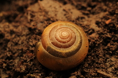 Ventridens ligera