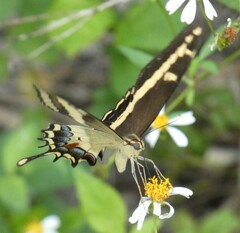 Heraclides andraemon