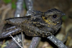 Caprimulgus poliocephalus guttifer