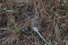 Calochortus macrocarpus macrocarpus