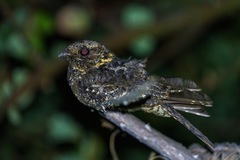 Caprimulgus poliocephalus guttifer