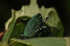Arcas imperialis