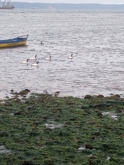 Cygnus melancoryphus