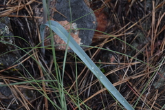 Calochortus macrocarpus macrocarpus