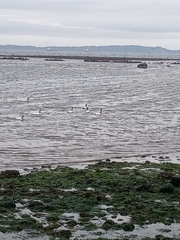 Cygnus melancoryphus