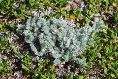 Oxytropis putoranica
