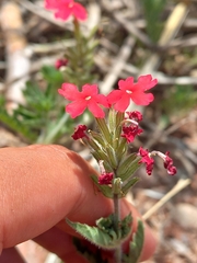 Glandularia peruviana