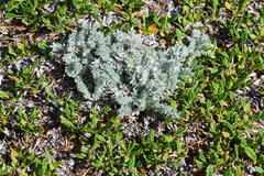 Oxytropis putoranica