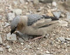 Pseudonigrita arnaudi