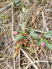 Persicaria amphibia