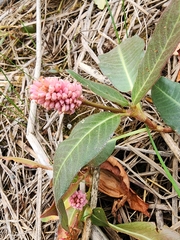 Persicaria amphibia