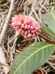 Persicaria amphibia