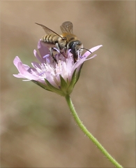 Hoplitis bisulca
