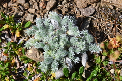 Oxytropis putoranica