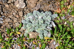 Oxytropis putoranica