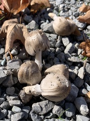Coprinopsis romagnesiana