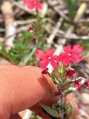 Glandularia peruviana