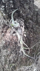 Tillandsia caput-medusae