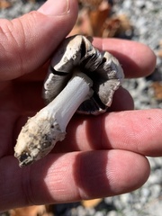 Coprinopsis romagnesiana