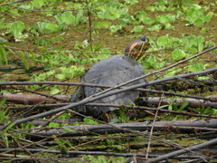 Trachemys dorbigni