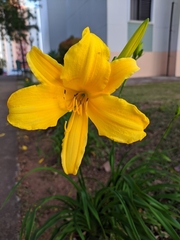 Hemerocallis