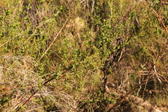 Prostanthera behriana