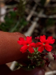 Glandularia peruviana