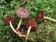 Cortinarius semisanguineus