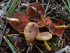 Cortinarius semisanguineus
