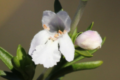 Prostanthera behriana