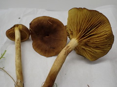 Cortinarius croceus