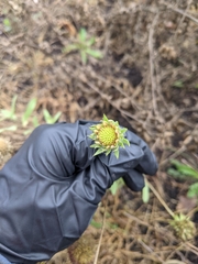 Gaillardia pulchella