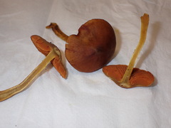 Cortinarius cinnamomeus