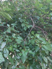 Morus nigra