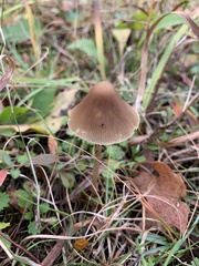 Parasola conopilea