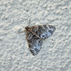 Hammaptera parinotata