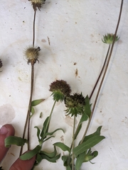 Gaillardia pulchella