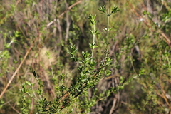 Prostanthera behriana