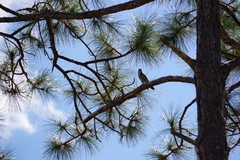 Aphelocoma coerulescens