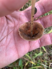 Parasola conopilea