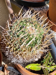 Echinofossulocactus lloydii