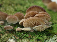 Panellus violaceofulvus