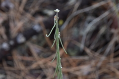 Boechera retrofracta