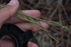 Boechera retrofracta